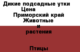 Дикие подсадные утки › Цена ­ 1 500 - Приморский край Животные и растения » Птицы   